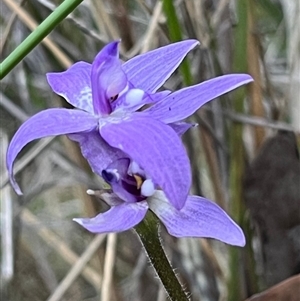 Glossodia major at Aranda, ACT - 9 Oct 2024