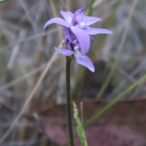 Glossodia major at Aranda, ACT - 9 Oct 2024