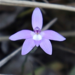 Glossodia major at Aranda, ACT - 9 Oct 2024