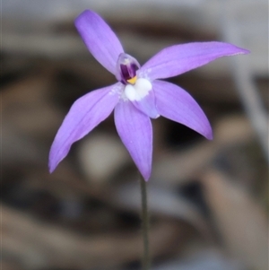 Glossodia major at Aranda, ACT - 9 Oct 2024