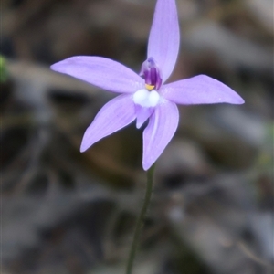 Glossodia major at Aranda, ACT - 9 Oct 2024