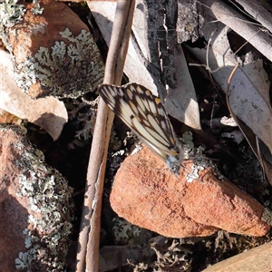 Belenois java (Caper White) at The Rock, NSW by ConBoekel