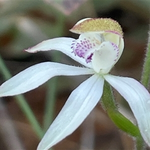 Caladenia moschata at Aranda, ACT - suppressed