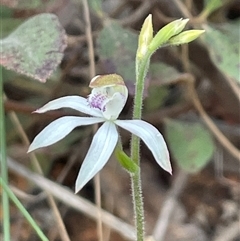 Caladenia moschata at Aranda, ACT - 9 Oct 2024