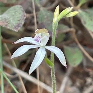 Caladenia moschata at Aranda, ACT - 9 Oct 2024