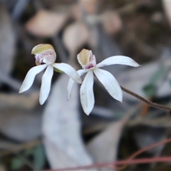 Caladenia moschata at Aranda, ACT - 9 Oct 2024