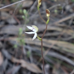 Caladenia moschata at Aranda, ACT - suppressed