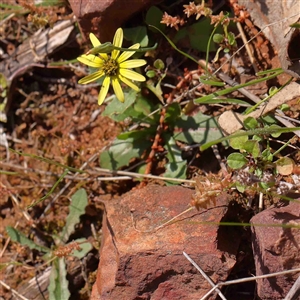 Arctotheca calendula at The Rock, NSW - 7 Oct 2024 10:10 AM