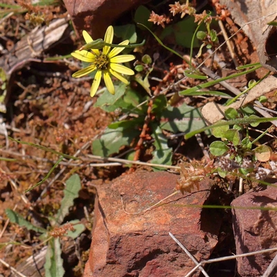 Arctotheca calendula (Capeweed, Cape Dandelion) at The Rock, NSW - 6 Oct 2024 by ConBoekel