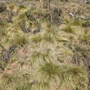 Nassella trichotoma at Hackett, ACT - 11 Oct 2024