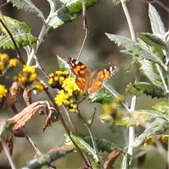 Vanessa kershawi (Australian Painted Lady) at The Rock, NSW - 7 Oct 2024 by ConBoekel