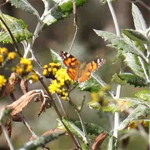 Vanessa kershawi (Australian Painted Lady) at The Rock, NSW by ConBoekel