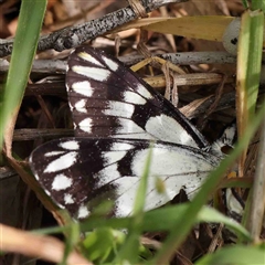 Belenois java at The Rock, NSW - 6 Oct 2024 by ConBoekel