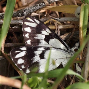 Belenois java at The Rock, NSW - 7 Oct 2024 10:54 AM