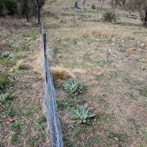 Verbascum thapsus subsp. thapsus at Hackett, ACT - 11 Oct 2024