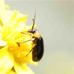 Unidentified Beetle (Coleoptera) at The Rock, NSW - 7 Oct 2024 by ConBoekel