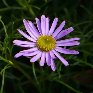 Unidentified Other Wildflower or Herb at The Rock, NSW by ConBoekel