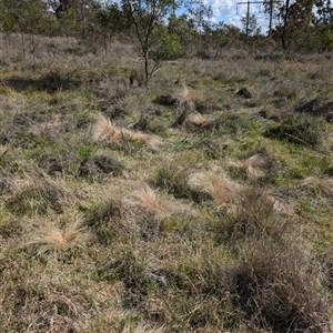 Nassella trichotoma at Hackett, ACT - 11 Oct 2024