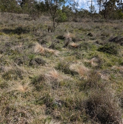 Nassella trichotoma (Serrated Tussock) at Hackett, ACT - 11 Oct 2024 by Avery