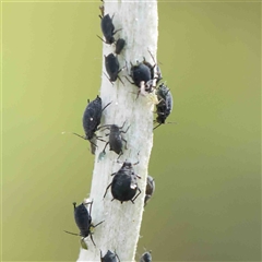 Aphis lugentis at The Rock, NSW - 7 Oct 2024 by ConBoekel