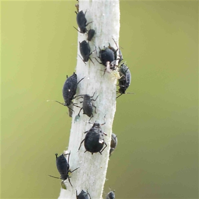 Aphis lugentis at The Rock, NSW - 7 Oct 2024 by ConBoekel