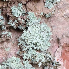 Unidentified Lichen at The Rock, NSW - 7 Oct 2024 by ConBoekel