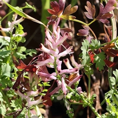 Fumaria sp. (Fumitory) at The Rock, NSW - 7 Oct 2024 by ConBoekel