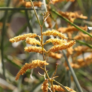 Acacia doratoxylon (Currawang) at The Rock, NSW by ConBoekel