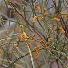 Acacia doratoxylon at The Rock, NSW - 7 Oct 2024