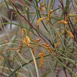 Acacia doratoxylon at The Rock, NSW - 7 Oct 2024