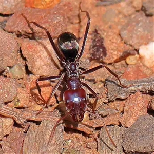 Iridomyrmex purpureus (Meat Ant) at The Rock, NSW by ConBoekel