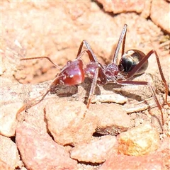 Iridomyrmex purpureus at The Rock, NSW - 7 Oct 2024 11:49 AM