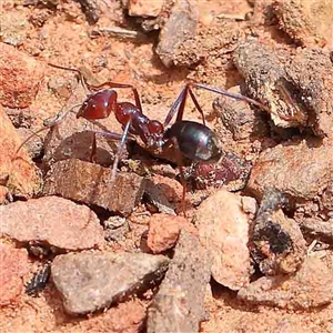 Iridomyrmex purpureus at The Rock, NSW - 7 Oct 2024 11:49 AM