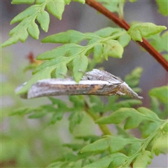 Etiella behrii (Lucerne Seed Web Moth) at The Rock, NSW - 7 Oct 2024 by ConBoekel