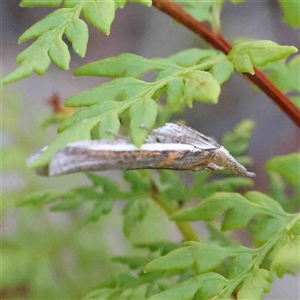 Etiella behrii at The Rock, NSW by ConBoekel