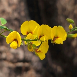 Goodia lotifolia at Rossi, NSW - 11 Oct 2024