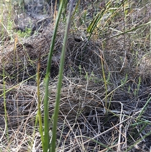 Eryngium ovinum at Hackett, ACT - 11 Oct 2024 04:55 PM