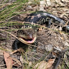 Tiliqua nigrolutea (Blotched Blue-tongue) at Captains Flat, NSW - 11 Oct 2024 by Csteele4