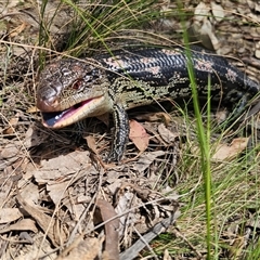 Tiliqua nigrolutea at Captains Flat, NSW - 11 Oct 2024