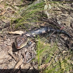 Tiliqua nigrolutea at Captains Flat, NSW - 11 Oct 2024