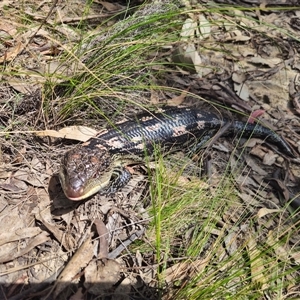 Tiliqua nigrolutea at Captains Flat, NSW - 11 Oct 2024