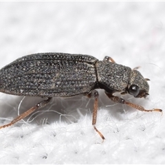 Unidentified Beetle (Coleoptera) by DianneClarke