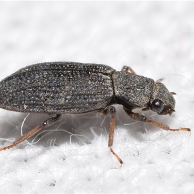 Unidentified Beetle (Coleoptera) by DianneClarke