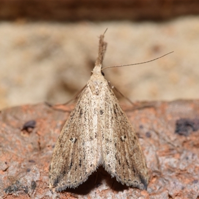 Trigonistis demonias (Long-snouted Moth) at Jerrabomberra, NSW - 10 Oct 2024 by DianneClarke