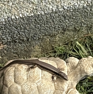 Unidentified Skink at Lorne, NSW by Butlinz