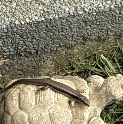 Unidentified Skink at Lorne, NSW - 2 Oct 2024 by Butlinz