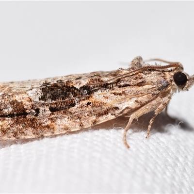 Thrincophora lignigerana (A Tortricid moth) at Jerrabomberra, NSW - 10 Oct 2024 by DianneClarke