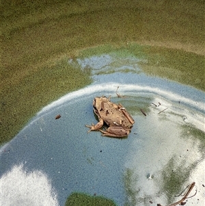 Litoria verreauxii verreauxii at Watson, ACT - 11 Oct 2024