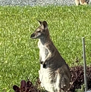 Macropus giganteus at Lorne, NSW by Butlinz