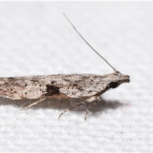 Anarsia molybdota at Jerrabomberra, NSW - 10 Oct 2024